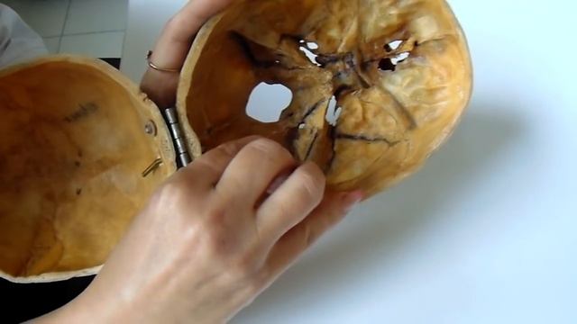 ВНУТРЕННЯЯ, НАРУЖНАЯ И ПЕРЕДНЯЯ ЯРЕМНЫЕ ВЕНЫ