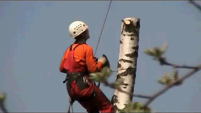 валка деревьев частями.flv