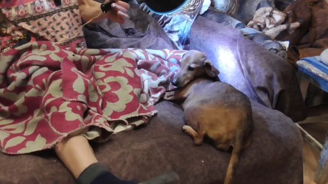 Суши уши... Старость не в радость. Таксы. смотреть онлайн