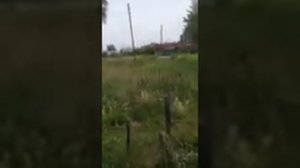 Слив нечистот, навоза в озеро Сосновское