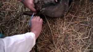 Как правильно чипировать овец. Часть 2