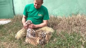 В Тайгане родились ПЕРВЫЕ в этом году тигрята! ВЕЛИКОЛЕПНАЯ ЧЕТВЁРКА!