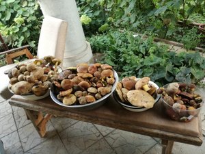 Как научиться искать грибы