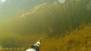 нерест линя