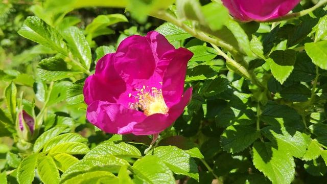Пчела опыляет шиповник смотреть онлайн