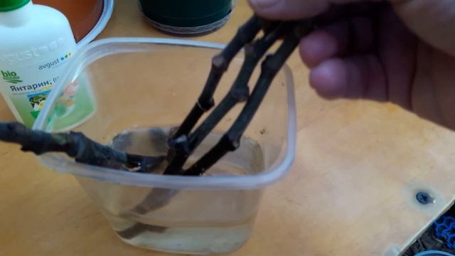 Как я размножаю инжир. смотреть онлайн