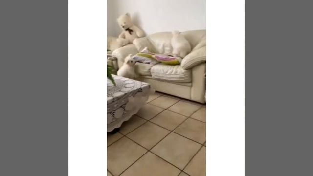 мини пудель, маленькие собачки, той пудель собаки toy poodle dog