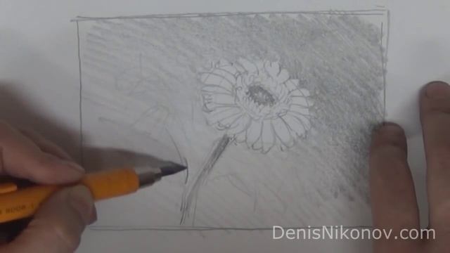 Гербера. Эскиз смотреть онлайн