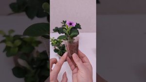 Черенкование петуний 🌱🌺