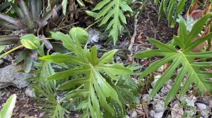 Philodendron Lessons From Nature / Care Tips Indoor Outdoor Philodendrons / Thread Tank