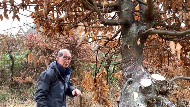 How To Create Large Bonsai смотреть онлайн