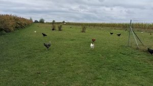 ЖИЗНЬ В ДЕРЕВНЕ ГЕРМАНИЯ