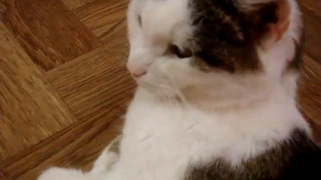 яичница из перепелиных яиц