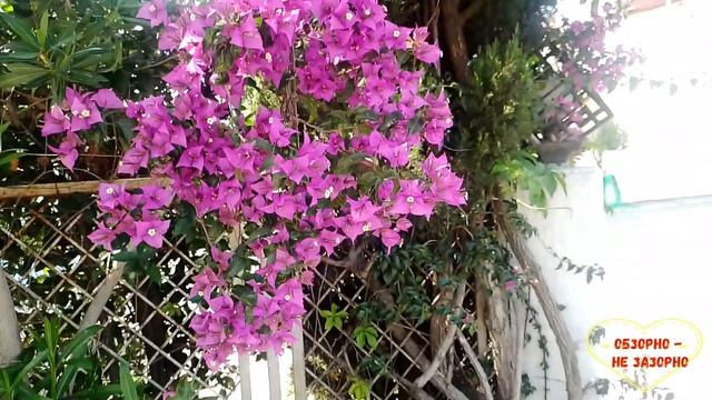 Колесниковы. Ботаник ;) Обзор влогов. 12 06 2023 Колесников смотреть онлайн