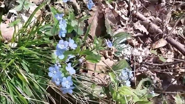 Незабудки в лесу смотреть онлайн