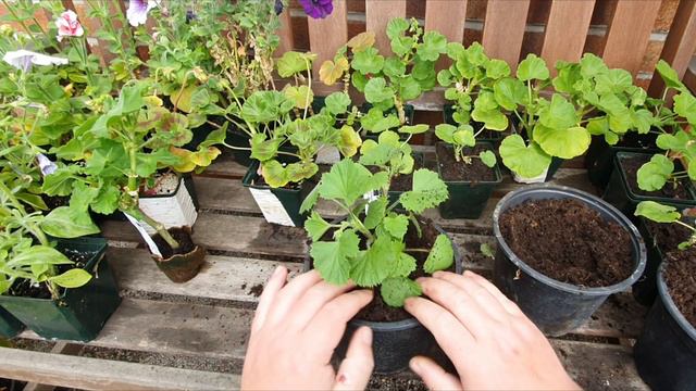 Potting on pelargoniums from Fibrex nurseries Part 1 смотреть онлайн