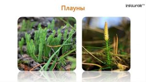 Плауны, хвощи, папоротники | Биология 6 класс #16 | Инфоурок