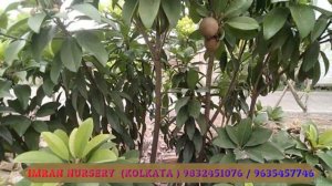 CHIKU PLANT CREATIVE FARMAR LIVE FRUIT PLANT OF IMRAN NURSERY || A GRADE FRESH CHIKU | 9832451076 |