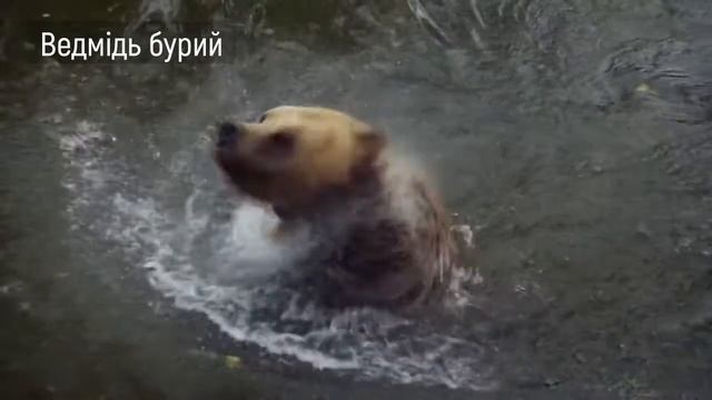 Ведмідь бурий. Дикі тварини України. Серія «Природне довкілля» смотреть онлайн