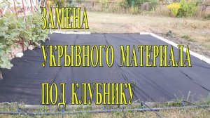 Замена укрывного материала под клубнику