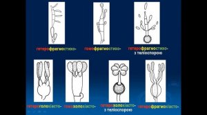 Курс "Мікологія". Лекція 6. Пострекомбінативна репродукція.