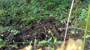 пруд в лесу своими руками. часть 1