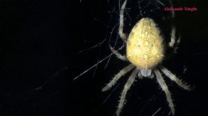 Пауки.Пауки садовые