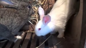 Отсадка крольчат, как и когда отсаживать крольчат от мамы