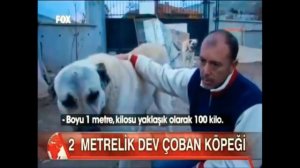 Очень большая собака Кангал Великан