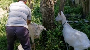 Лидия Гресь Купание коз хозяйственным жидким мылом