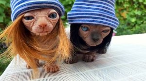 Приколы с животными до слез самые смешные в России