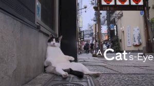 OSAKA - Cats eye