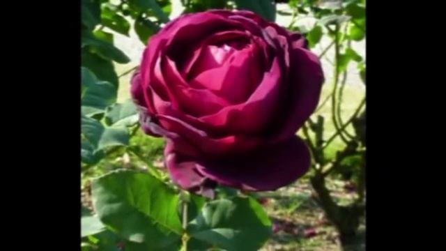 Подбор саженцев роз смотреть онлайн