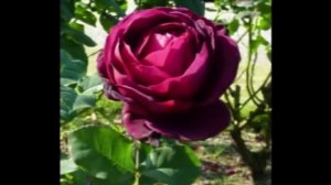 Подбор саженцев роз