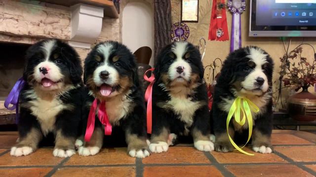 Puppies E litter ,females 4 weeks old смотреть онлайн