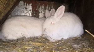 Какая порода кроликов самая лучшая? От каких пород я отказываюсь.