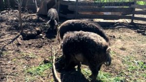 ПОРОДА Венгерская пуховая мангалица