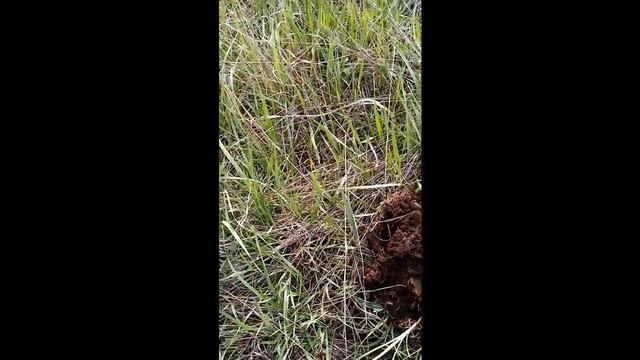 Whites spectra v3i - тестирую. смотреть онлайн