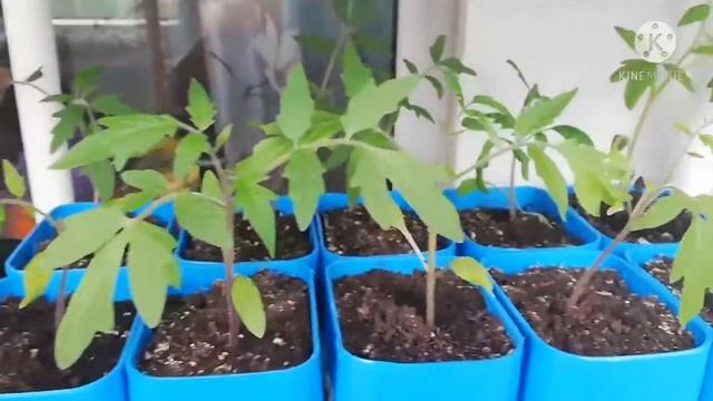 Растём по тихонечку. Зеленушки. смотреть онлайн