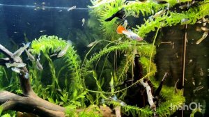 Самка гуппи Мирея - подруга Кайла, гуппи кои