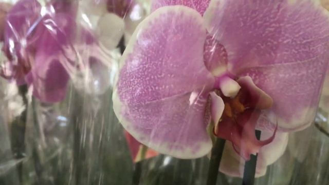 Отличная уценка! Мир цветов! смотреть онлайн