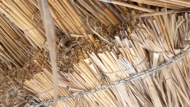 Жужу, Дикие пчелы и шмели жужжат как самолеты смотреть онлайн