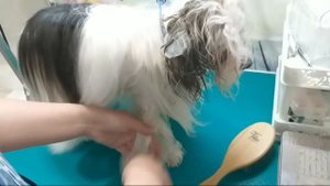 Повседневный уход за шерстью бивера.