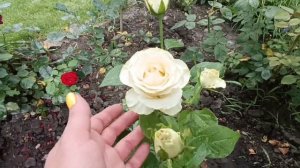 Английские розы не выдерживают жару. Ура, сегодня поливать не буду. Новиночка- роза Марципан