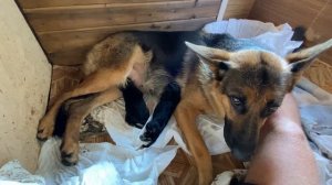 КАК ПРИНЯТЬ РОДЫ У СОБАКИ. ВЫЖИЛИ НЕ ВСЕ