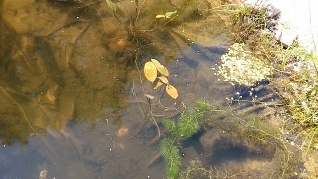 Как избавиться от тины в пруду. смотреть онлайн