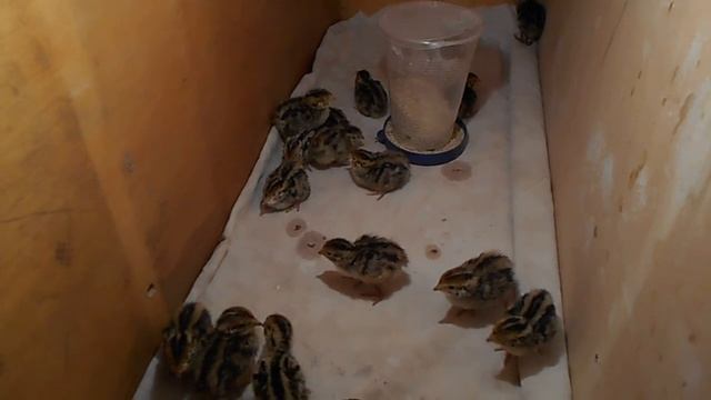 Может ли курица высидеть перепелят. часть 3. смотреть онлайн