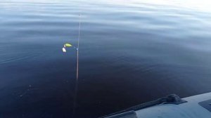 Камбала на белом море...?