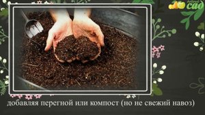 Посадка фиалки - как правильно посадить фиалку
