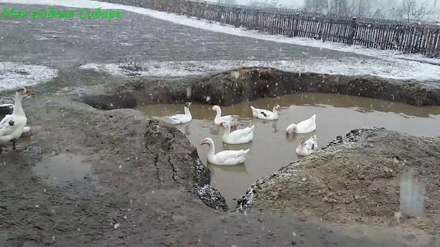 Завтра праздник  - Пасха! А сегодня снег идёт! У инкубаторских гусей любовь!